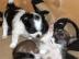 Chihuahua Welpen