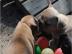 Franz�sische Bulldoggen Welpen 10 Wochen