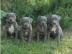American Pitbull Terrier Blue-Line Welpe