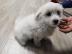 Bichon Fris? Welpe