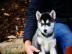 Siberian Husky Welpen mit blauen augen. W
