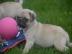 Mops Welpen umst�ndehalber abzugeben. 