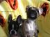 Franz. Bulldoggen Welpen, R�den / H�ndinn