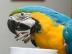 Baby-und Erwachsenen-Ara Papageien zum V