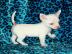 S��e Chihuahua Welpen