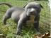 AMSTAFF WELPE F?R DIE ANNAHME