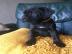 Cane Corso Welpen mit FCI Papieren 300 ?