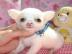 Chihuahua welpen LH & KH