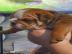 Wundersch�ne und aktive Bulldogge Welpen
