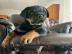 Rottweiler-Welpen suchen ein liebevolles