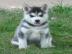 Mini pomsky Welpen auf der Suche nach