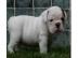 Englische Bulldogge Welpen