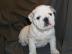Englische Bulldog Welpen abgabebereit