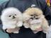 MINI POMERANIAN/ZWERGSPITZ-BOO WELPEN ZU