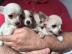 Weihnachten Chihuahuawelpen KH/LH suche