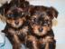 Sch�ne Yorkshire Terrier Welpen zur Anna