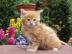 Sch�ne Maine-Coon-K�tzchen, Rasse FIFe P