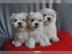 Malteserwelpen zu verkaufen