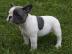 franz�sische Bulldog Welpen