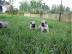 (super s�sse Mops Welpen suchen Liebevol