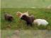 Bildsch�ne Labradorwelpen 12 Wochen. 