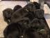 Kr?ftige Cane Corso Welpe mit Papiere
