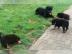 Rottweiler welpen