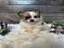 MINI Pomeranian Welpen. 