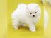 Wundersch�ne Zwergspitz-Pomeranian Welpe