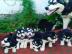 Pedigree Siberian Husky Welpen zum Verka