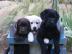 Labrador Retriever welpen