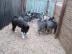 Siberian Husky Welpen mit VDH/DCNH/FCI-P