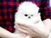 Pomeranian welp