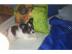 Mini Chihuahua Welpen (Weibchen/ R�den)