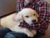 Loving Available Golden Retriever W