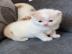 Baby kitten mit papieren