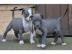 Blaue Nase Pitbull Welpen whatsapp Numme