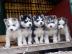 Sch?ne reinrassige Siberian Husky Welpen