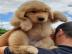 Sch�ne golden retriever-Welpen f�r die R