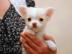 Chihuahua-Welpen zur Vermittlung