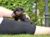 Familienliebende Rottweiler Welpen