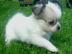Mini-Chihuahua-Welpen (Langhaar und.  Kur