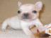 Reinrassige-Franz�sische Bulldoggen. 