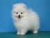 KOSTENLOS Pomeranian Zwergspitz welpen