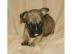 Hervorragende Franz�sisch Bulldogge Welp