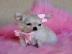 Chihuahua Welpen zu verschenken