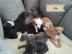 Wundersch�ne Staffiordshire Terrier Welp