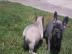 Franz�sische Bulldoggen welpen