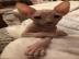 Sphynx kitens ist zur Adoption bereit