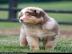 Bildsch�ner Australian Shepherd Welpe AS